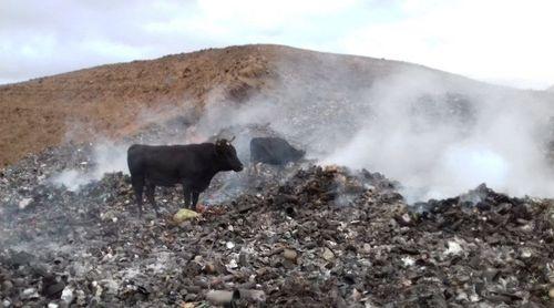 Porto Novo: Criadores de gado pedem deslocalização da lixeira municipal por ameaçar actividade pecuária