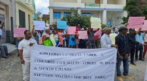 São Miguel: Agricultores pedem soluções para as pragas de macacos e galinha-do-mato