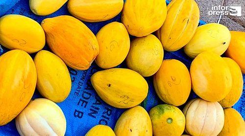 Maio: Falta de mercado limita aproveitamento do melão e da melancia – produtores