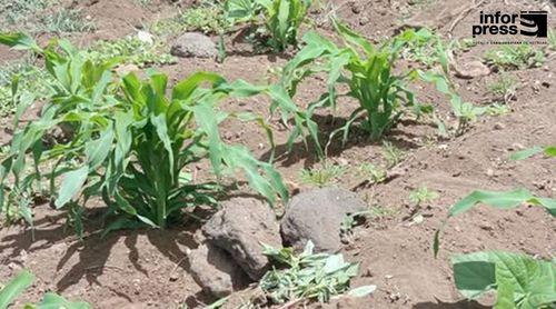 Porto Novo/Ano agrícola: Novas precipitações salvam as culturas no Planalto Leste – agricultores