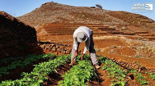 Porto Novo: Farmers warn of another year of drought and call for water mobilisation