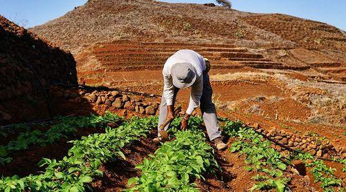 Porto Novo: Agricultores em Morro Cavalo pedem cedência definitiva das parcelas pelo Estado