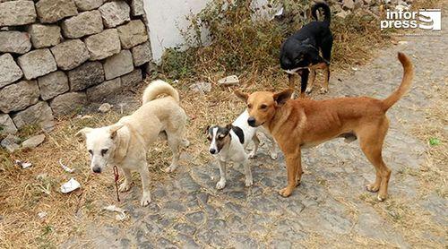 Campanha de registo de cães arranca hoje na cidade da Praia