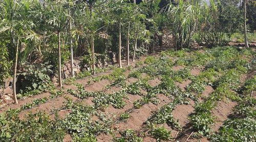 Porto Novo: Agricultores da Casa de Meio saúdam lançamento do projecto de dessalinização de água para agricultura