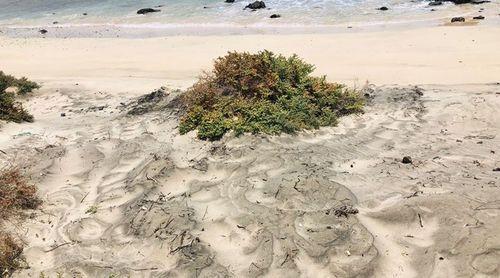 Biosfera regista primeiros ninhos de tartaruga em Santa Luzia numa altura pouco habitual para desova