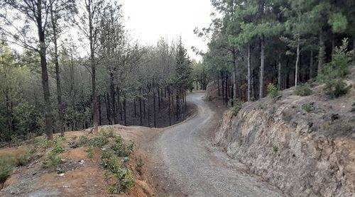 Santo Antão/Planalto Leste: Perímetro florestal volta a registar um incêndio cinco anos depois