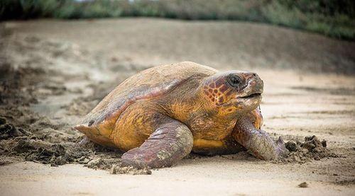 Biosfera inicia recrutamento de voluntários para campanha de protecção de tartarugas em Santa Luzia