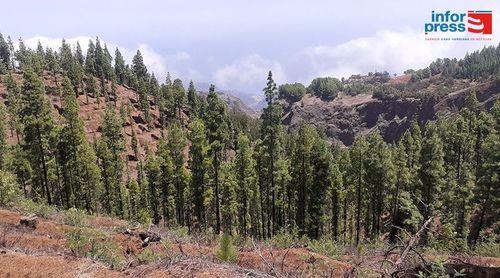 Santo Antão/Planalto Leste: Amupal prevê que dentro de pouco tempo a floresta estará totalmente recuperada