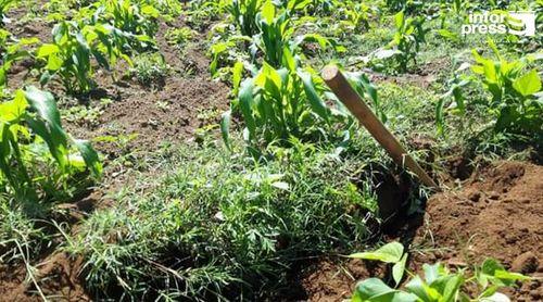 Porto Novo: Recentes chuvas reforçam as esperanças dos agricultores num bom ano agrícola