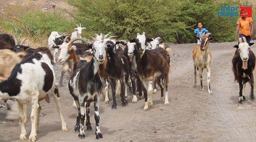 São Vicente: Agricultores e criadores agastados com ataques de cães vadios ao gado na Ribeira de Calhau (c/vídeo)