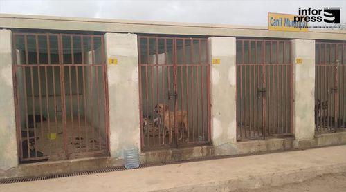 São Vicente: Voluntários impedidos de entrar no canil municipal pedem à câmara para retroceder a bem dos animais (c/áudio)