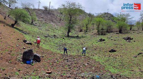 São Miguel: Agricultores de Flamengos investem na agricultura na esperança de que chuva caia a tempo (c/áudio)