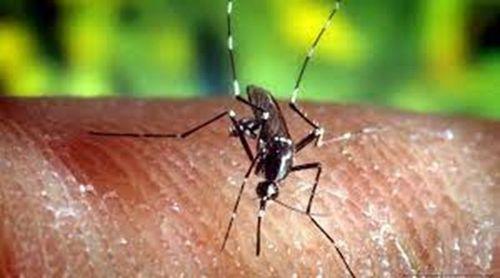 Situação da dengue em Cabo Verde é estável, mas preocupa as autoridades com o aproximar da época das chuvas