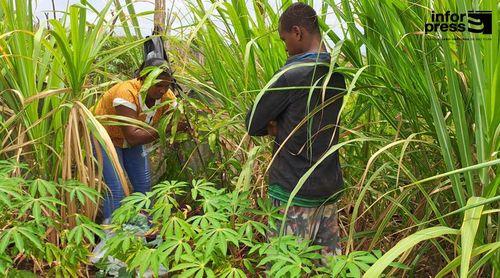 Tarrafal: Agricultores de vários pontos do Município iniciam formação em técnicas de enxertos de plantas frutíferas  