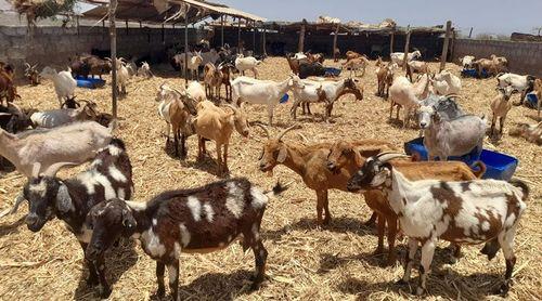 Porto Novo: Criadores de gado enaltecem impacto do projecto de abeberamento do gado na Ribeira de Tortolho