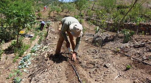 Santo Antão: ONG portuguesa alerta para danos que as queimadas provocam aos terrenos agrícolas