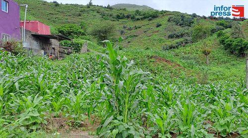 Agricultores de Santiago Norte esperam por mais uma chuva em Outubro para garantir o ano agrícola