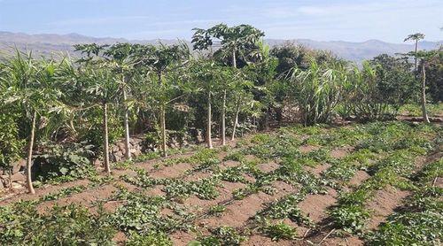 Porto Novo/Agricultura: Delegado do MAA anuncia programa de instalação de estufas no concelho