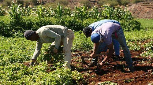 Porto Novo/Agricultura: Programa de mobilização de água de rega vai permitir aumento da área irrigada no município