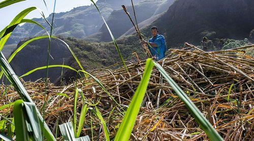 Porto Novo/Grogue: Unidades em Dominguinhas produzem entre quatro e cinco mil litros de grogue por ano – produtores