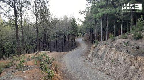 Planalto Leste: Campanha de plantação de árvores já decorre numa iniciativa da Amupal  