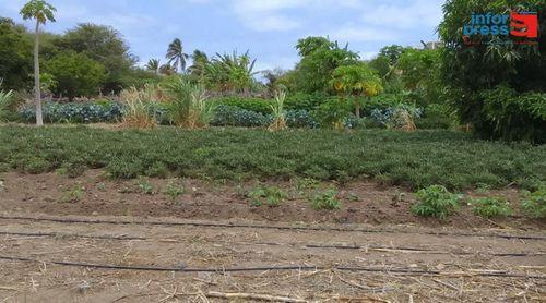 Tarrafal: Agricultores do Colonato querem melhor gestão e distribuição da água para rega no perímetro