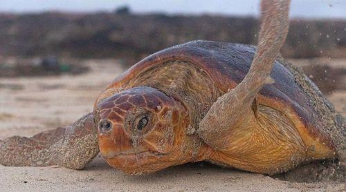 Fundação Maio Biodiversidade regista quase 19 mil ninhos de tartarugas marinhas 