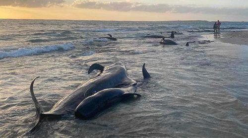 Boa Vista: Várias baleias dão à costa na ilha na zona perto do hotel Riu Palace