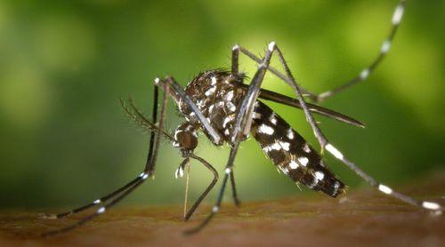 Dengue/Fogo: Comissão Municipal de Saúde e câmara definem meta de zerar casos até Dezembro