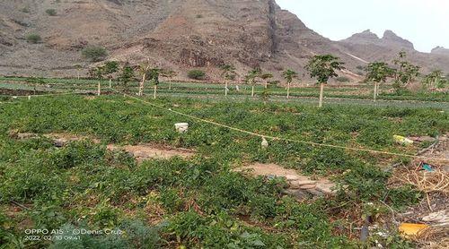 Porto Novo/Ribeira dos Bodes: Agricultores apreensivos com redução do caudal do furo