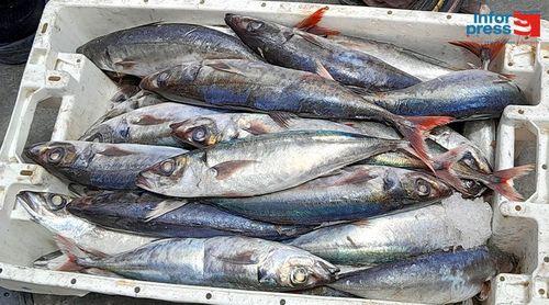 Estudo da Uni-CV indica que filetes de cavala atlântica demonstram alta estabilidade pós-defumagem