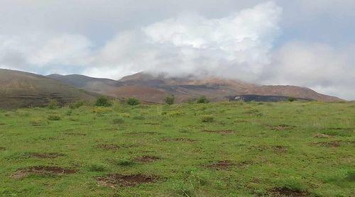 Porto Novo/Planalto Norte: Muito pasto traz novo alento para a pecuária, segundo os criadores de gado 