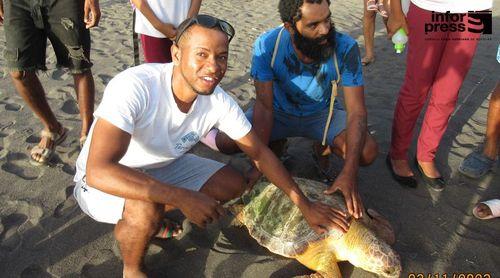 Santo Antão: Terrimar identifica cerca de 600 ninhos durante a primeira fase da campanha de protecção de tartarugas