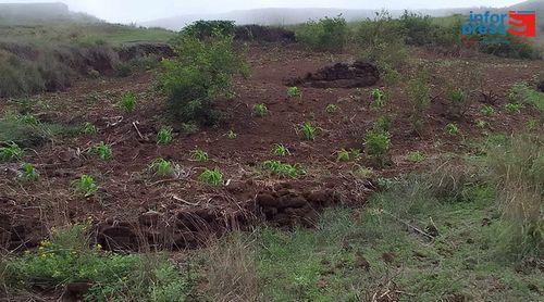 Santo Antão: Falta de mão de obra condiciona actividade agrícola nas zonas altas