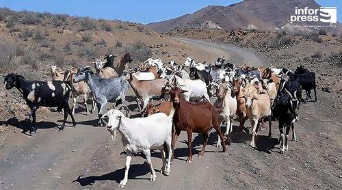 Santa Catarina do Fogo: Vinte e cinco chefes de família contemplados com animais para melhoria da raça caprina