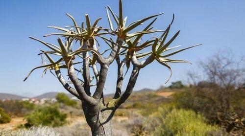 Alterações climáticas de “origem humana” responsáveis pela vaga de calor no Sahel