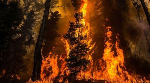 Ministra do Ambiente declara guerra a incêndios no sudeste do Brasil