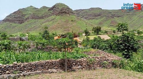 Porto Novo/Ribeira Fria: Agricultores dizem que praga traça do tomateiro coloca em risco a produção do tomate