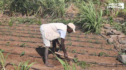 Porto Novo/Agricultura: Cerca de 700 agricultores contemplados com sistema de rega gota a gota desde 2016 – delegado   