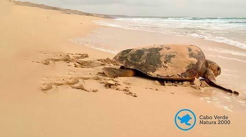 Boa Vista: Cabo Verde Natura 2000 com registo de 38.534 ninhos de tartaruga marinhas em 2024