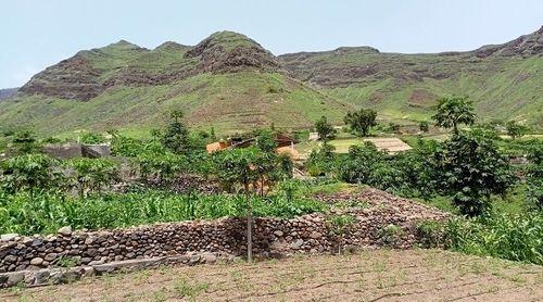 Porto Novo/Ponte Sul: Famílias com dificuldades na preparação de terrenos aliviadas com projecto de agricultura familiar