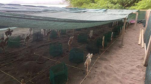 Cerca de 90 ninhos de tartarugas registadas nas praias do Tarrafal em campanha de conservação da Lantuna