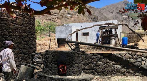 Tarrafal de Monte Trigo: Produtores do grogue suspendem pedido de alargamento do prazo para a industrialização da cana-de-açúcar