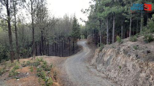 Santo Antão: Ministério da Agricultura queixa-se de corte ilegal de árvores no perímetro florestal de Lagoa