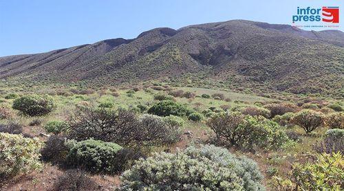 Porto Novo/Planalto Norte: Terrimar prevê plantar mais de um milhar de plantas endémicas no parque natural do Tope de Coroa