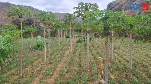 Santiago Norte: Agricultores já sentem impactos das mudanças climáticas e apontam salinização como “grande preocupação”