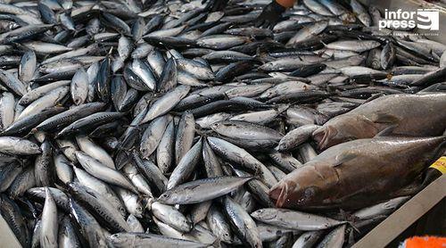 Projecto “Do mar ao prato” já beneficiou 71 peixeiras e pescadores de Ribeira Grande de Santiago