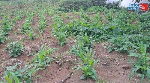 Brava: Agricultores com esperança num bom ano agrícola apesar da praga da galinha do mato