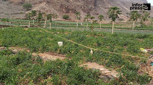 Porto Novo: Agricultores da Ribeira dos Bodes prescindem de sementeiras do milho devido à lagarta do cartucho do milho