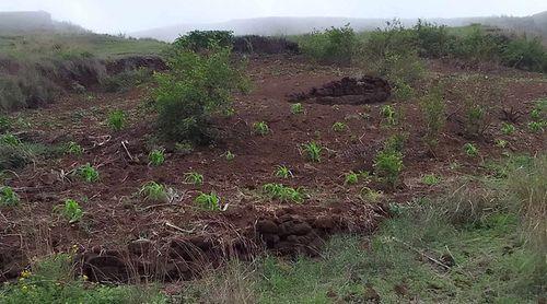 Planalto Leste/Ano agrícola: Líder associativo em Lagoa optimista em relação ao ano agrícola 